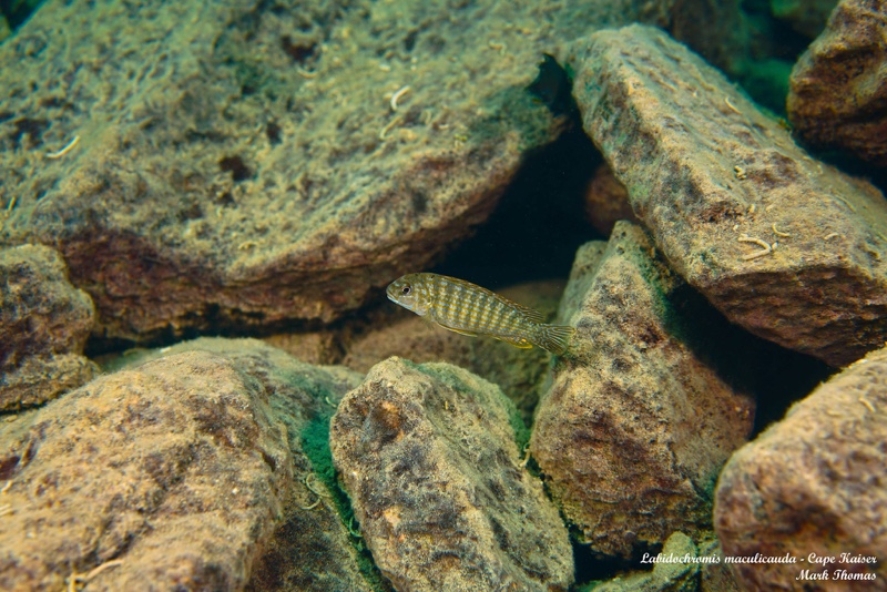 Labidochromis maculicauda 'Cape Kaiser'